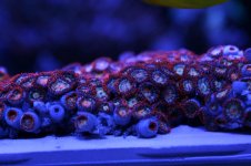 reef pics 030.jpg