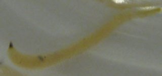 Glycerid 2.jpg