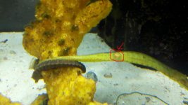 pipefish 1.jpg