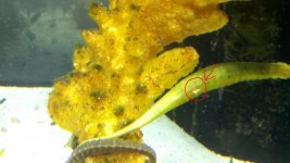 pipefish 2.jpg