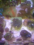 fish 095.jpg