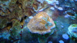 DSC05334.jpg