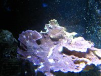 new corals 010.jpg