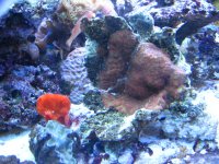 new corals 006.jpg