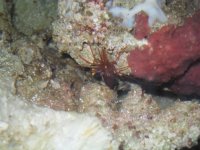 ShrimpClearShot-1.jpg