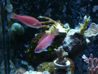 8 line wrasse 029.jpg
