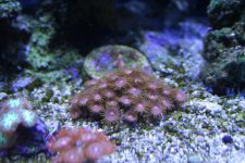 IMG_0678.jpg