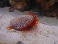 Flame Scallop.jpg