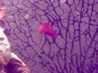 Fairy Wrasse 2.jpg