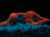 IMG_0835.JPG