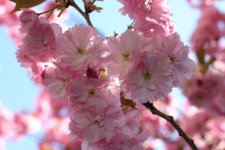 Spring Pic 002.jpg