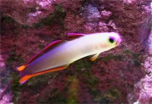 Firefish1.jpg