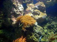 Brown Coral 2.jpg