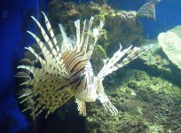 Lionfish.jpg