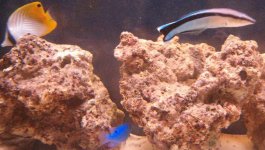 Auriag - C Wrasse and Blue Damsel.JPG