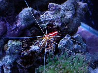 shrimp.jpg