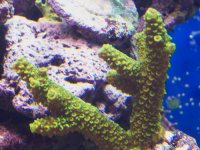 reef nov 06 006.jpg