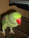 bird pix 004.jpg