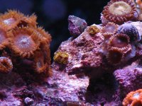 zoa 2 160.jpg