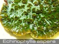 Echinophyllia-aspera-2.jpg