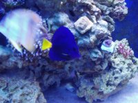 Corals as of 31911 012.jpg
