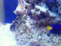 Corals as of 31911 013.jpg