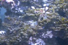 aquatic3.jpg