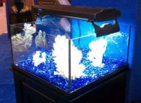 Deep Blue 30g Rimless 24x24.JPG