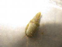 IMG_7429.jpg