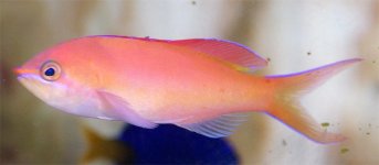 antias1.jpg