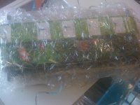 IMG00036-20110512-1839.jpg