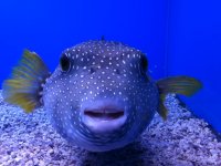 puffer3.JPG
