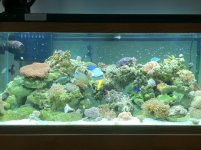 my 75 reef.jpg