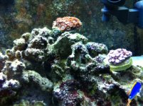New Frags 2-2.JPG
