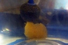 Eggs of Neon Dotty Backs IMG_1370 1024.jpg