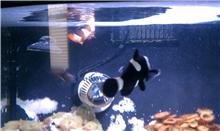 clownfish 2.jpg