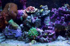 Reef 3.jpg