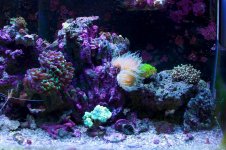 Reef 4.jpg