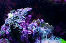 Reef 5.jpg