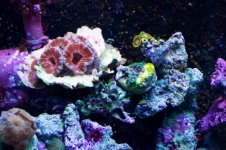 Reef 6.jpg