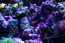 Reef 7.jpg