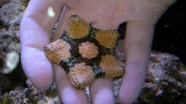 starfish front.jpg