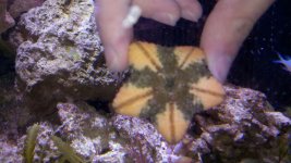starfish back.jpg