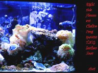 Reef 9-27-2011 001.JPG