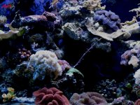 Reef 9-27-2011 003.JPG