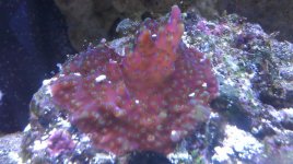 IMAG0662.jpg