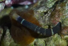worm3.jpg