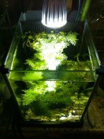Spec Tank Planted Under 3x2W Wingo LED for 3 months IMG_1911 copy.jpg