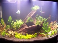 36 gallon plants completed 001.jpg