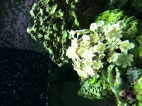 super green clover polyps.JPG